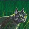 652Graystripe