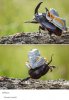 frog riding stag beetle.jpg