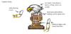 Gryphon Vanity Terraria submission.png