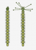 phase 1 and 2.PNG
