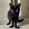 skrunkly-meow.gif