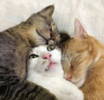 catty.png