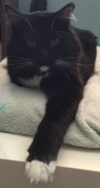 long arm cat.PNG