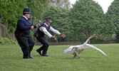 wild-goose.jpg