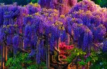 tree.jpg
