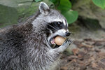 raccoon-removal.jpg