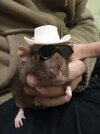 yee haw.jpg