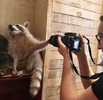 paparazzi.png