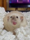 blem.jpg