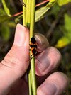 Large Milkweed Bug on Dogbane2.jpg