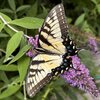 Tiger Swallowtail back.jpg