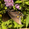 Female Tiger Swallowtail Dark Morph hanging.jpg