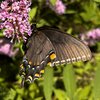 Female Tiger Swallowtail Dark Morph side.jpg