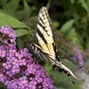 Tiger Swallowtail side.jpg