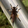 Red-footed Cannibalfly.jpg