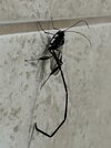 Waspy.jpg