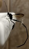 Waspy 2.jpg
