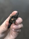 Lil' Snapper.jpg