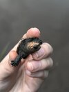 Common Snapper.jpg
