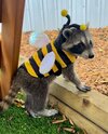 buzz.jpg