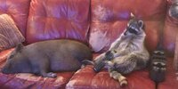 oink.jpg