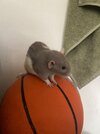 bounce.jpg