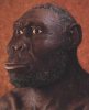 Homo rudolfensis.jpeg