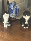 IMG_0603.jpeg