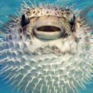 Fish of Poof
