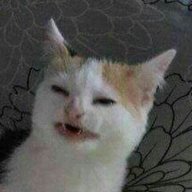 xd Demi