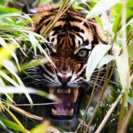 kingofpanthera