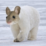 Polar mouse