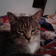 catbox519