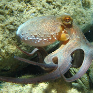 Poulpo King of octopi