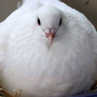 Columbie Coo