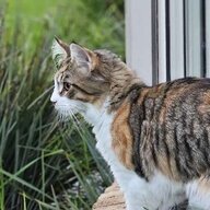 WhitteeDaKitty