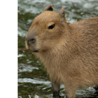 ThreeLikesCofee+Capybaras