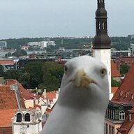 Seagull of Rage
