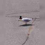 TheClassySeagull