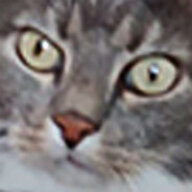 le moonwatcher