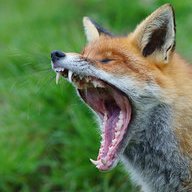 MrFoxon
