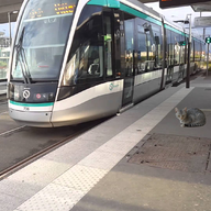 The Tramway's Cat