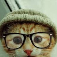 nerdy kitten