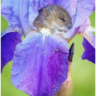 HarvestMouse