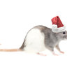 Arctic-_-Rat