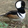 Hooded merganser