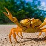 MisterCrab