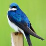Hirundo