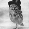 ||| Fancy Owl |||