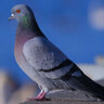 PigeonOS